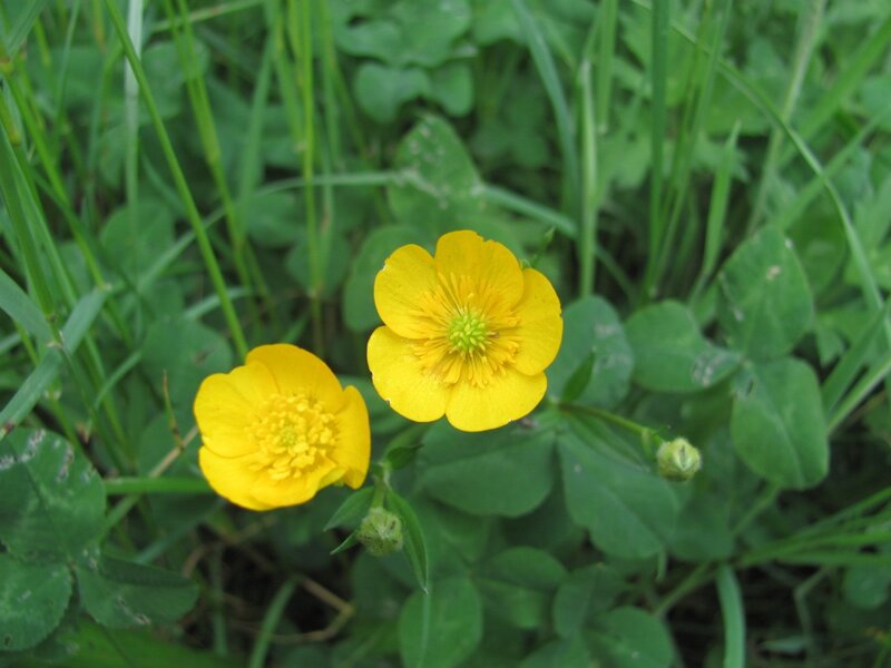 Yellow flowers in green grass