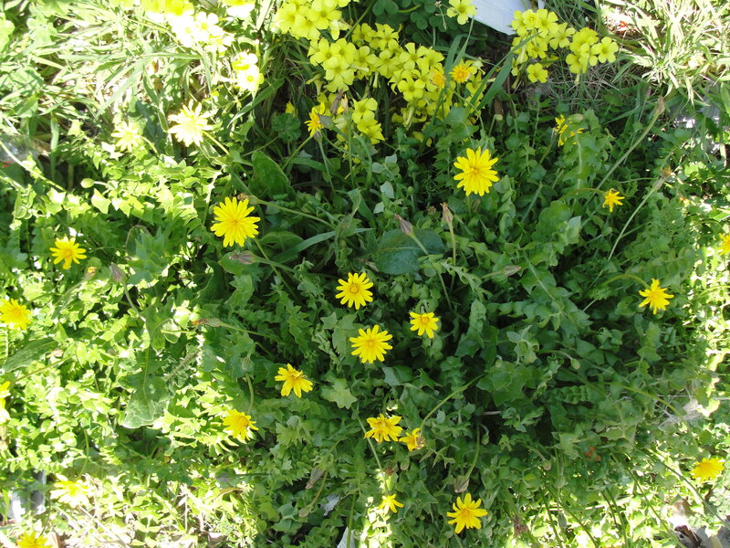 Yellow flowers in green grass