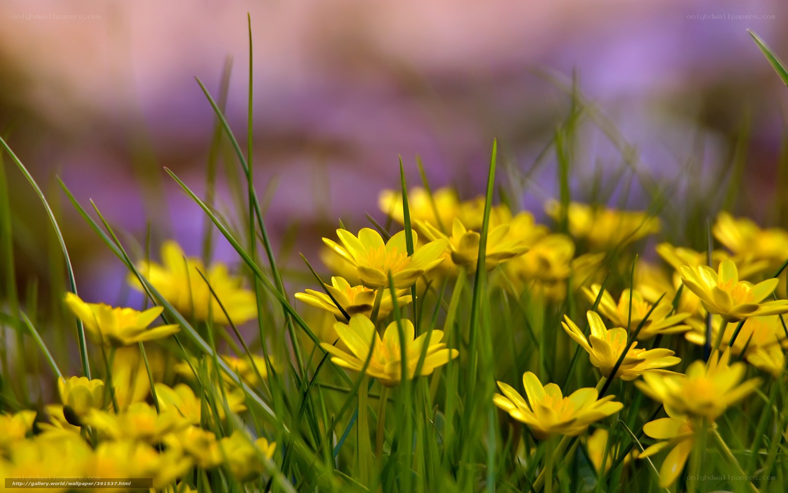 Yellow flowers in green grass