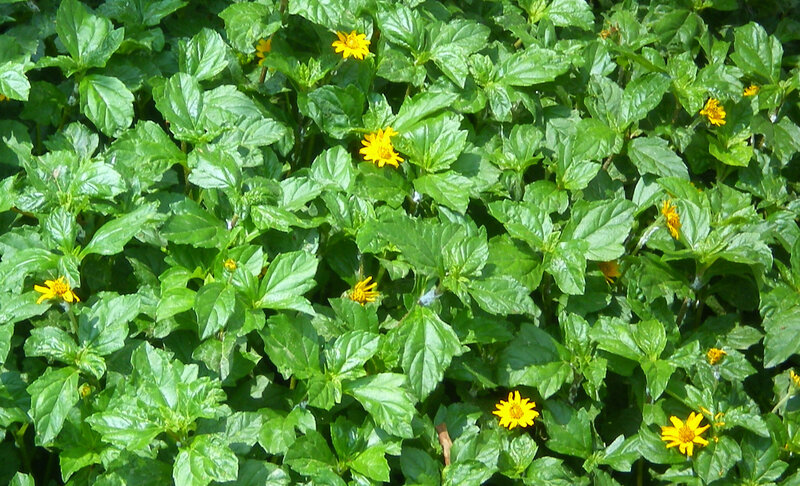 Yellow Flowers in Green Leaves — Afternoon, Photograph