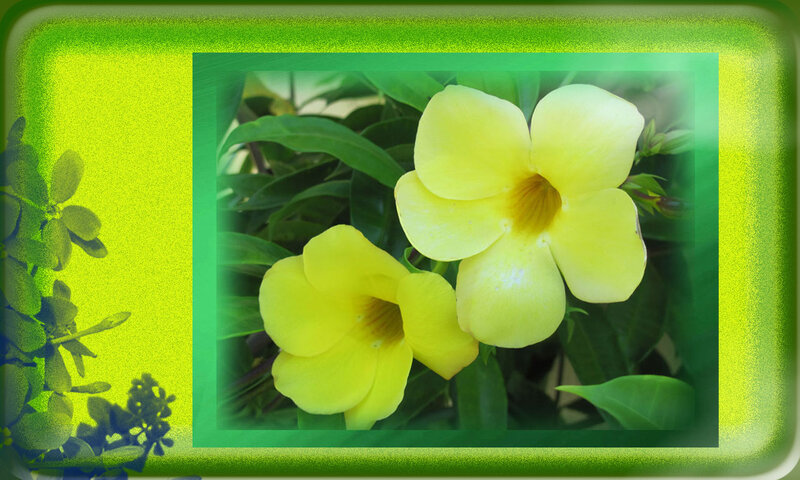 Yellow Flowers in Green Leaves — Calm
