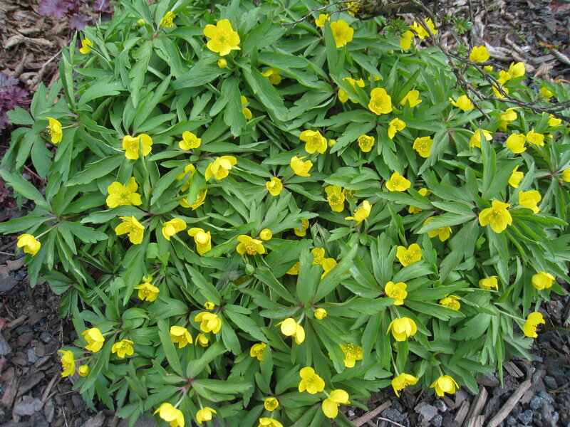 Yellow Flowers in Green Leaves — Natural, Spring