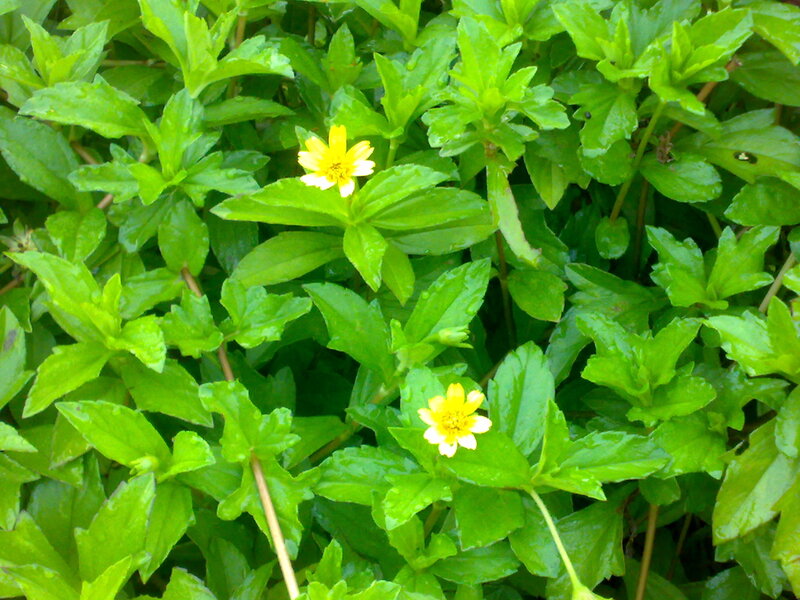Yellow Flowers in Green Leaves — Natural