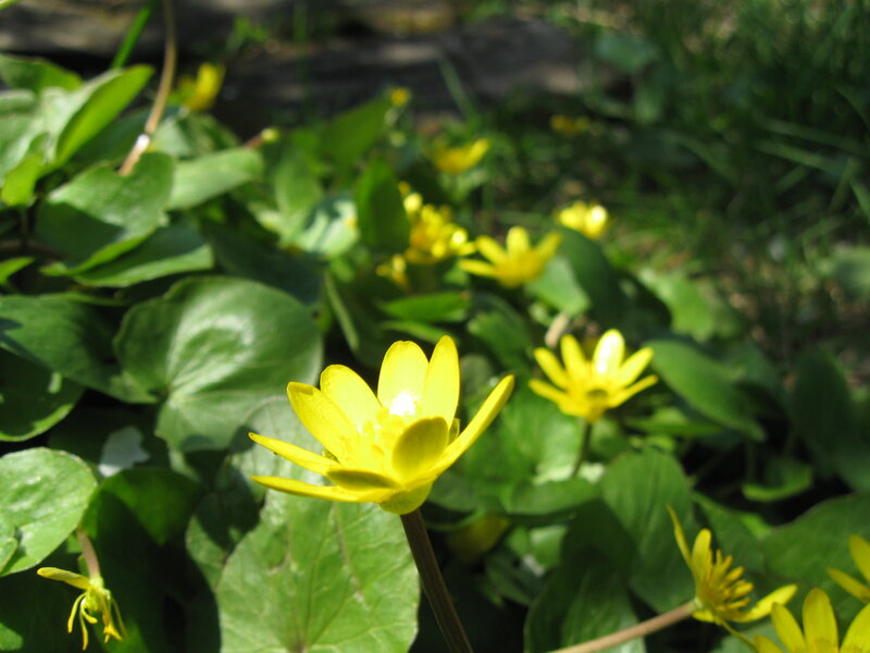 Yellow Flowers in Green Leaves — Serene, Spring