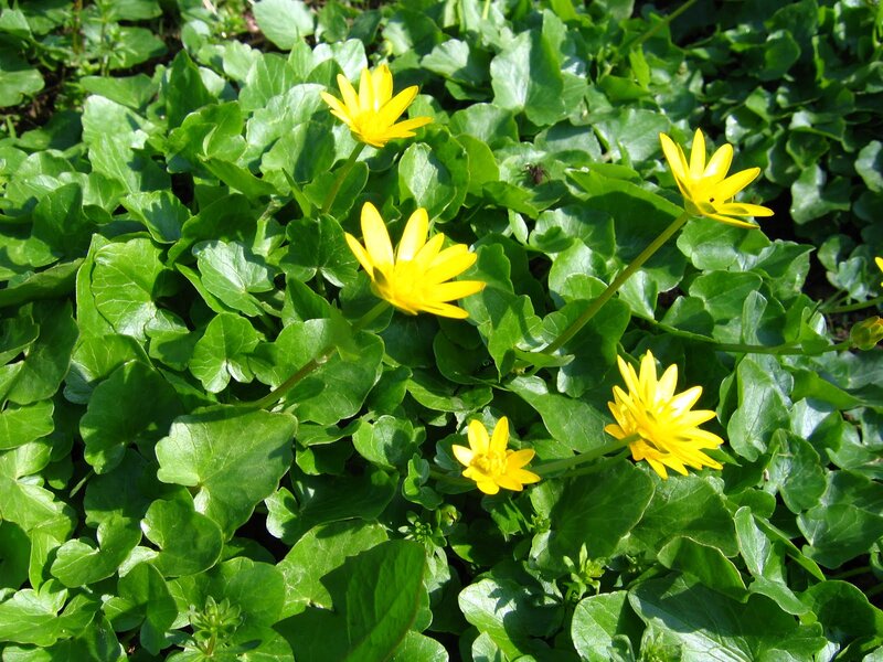 Yellow Flowers in Green Leaves — Serene