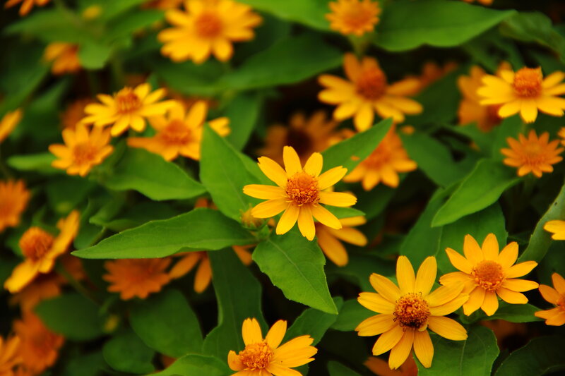 Yellow Flowers in Green Leaves