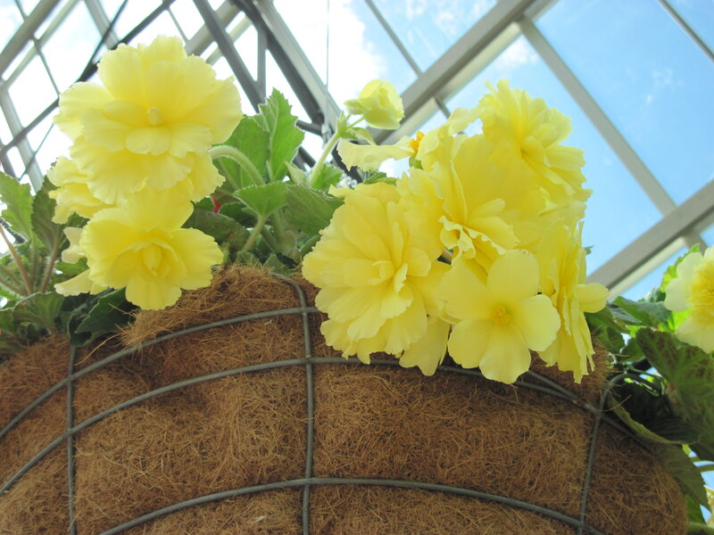 Yellow Flowers in Hanging Basket — Bright