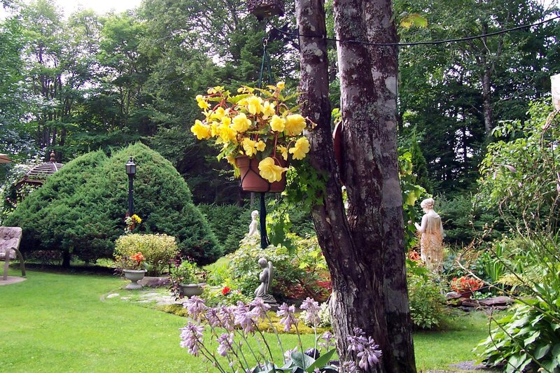 Yellow Flowers in Hanging Basket — Green