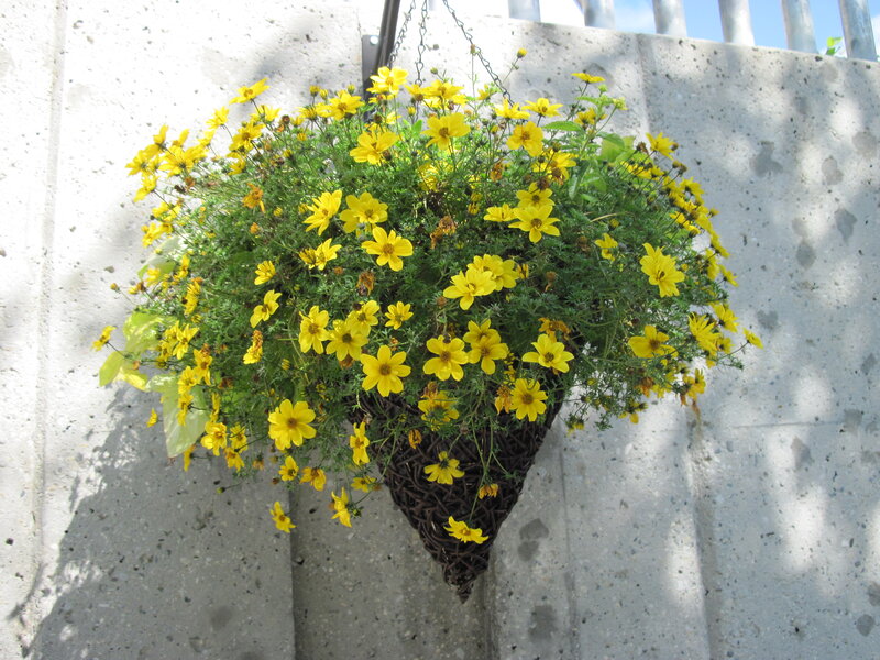 Yellow Flowers in Hanging Basket
