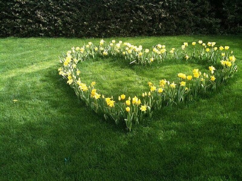Yellow Flowers in Heart Shape
