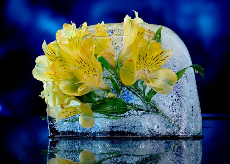 Yellow Flowers in Ice — Blue