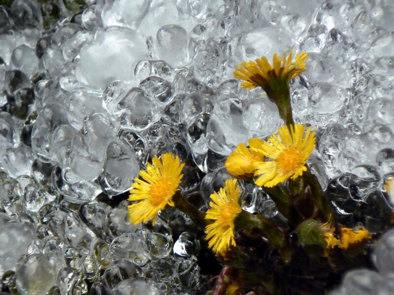 Yellow Flowers in Ice