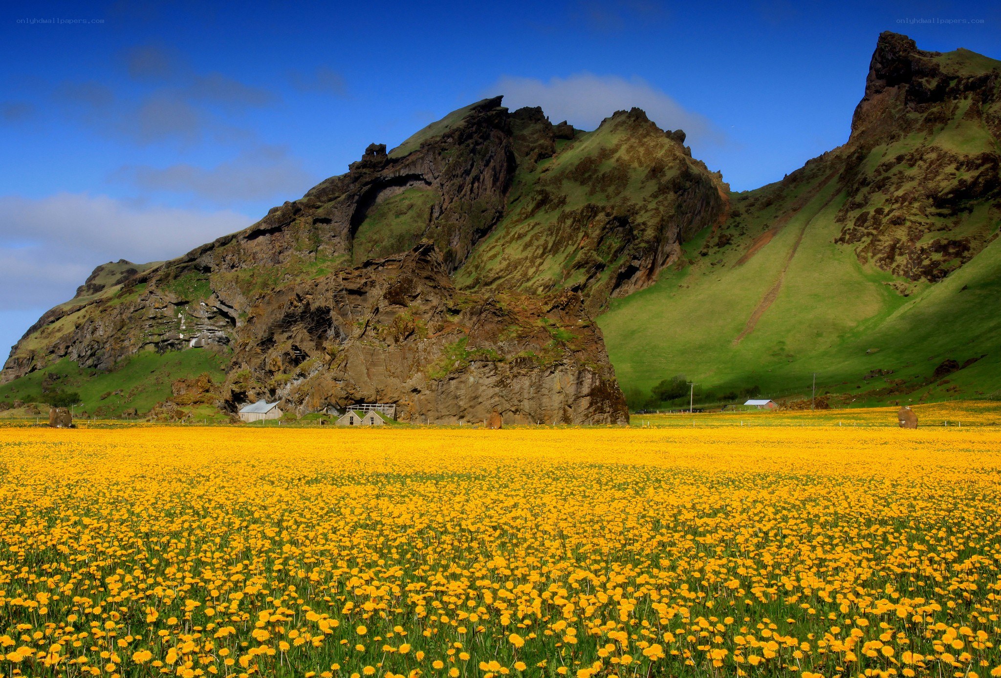 Yellow flowers in Iceland