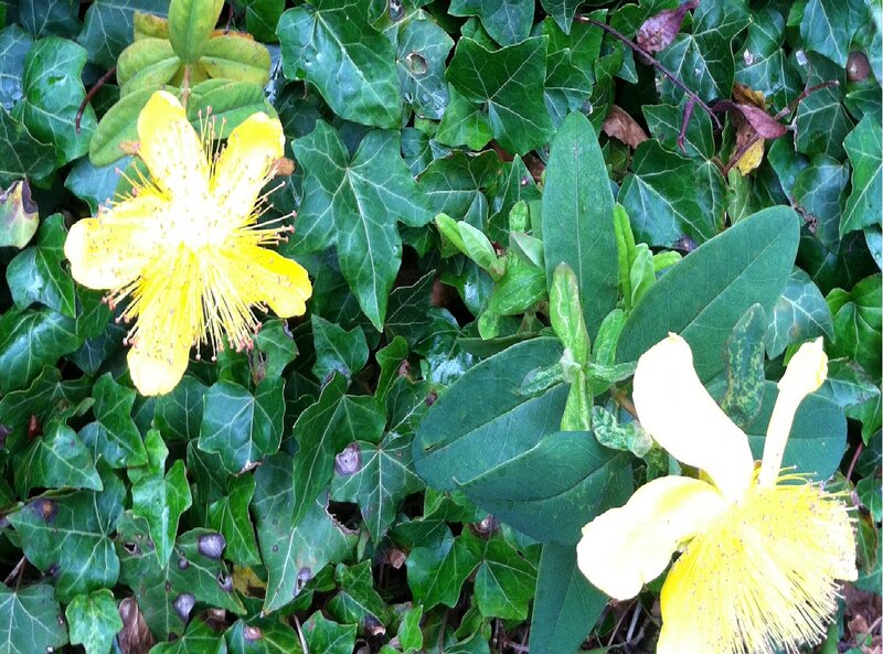 Yellow Flowers in Ivy