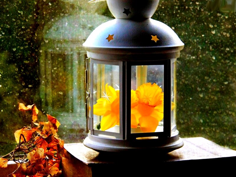 Yellow Flowers in Lantern — Calm