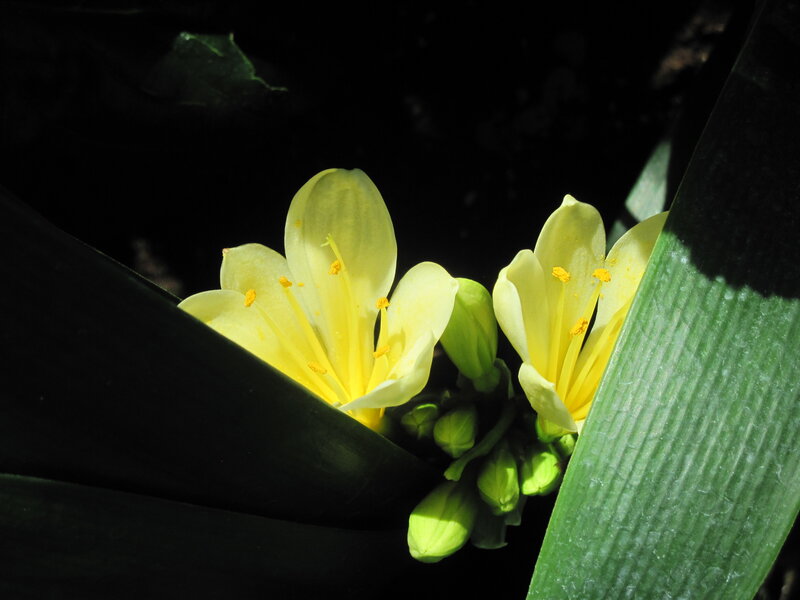 Yellow Flowers in Leaves