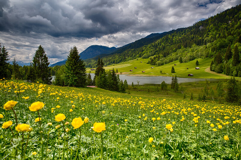 Yellow Flowers in Meadow — Green, Dramatic