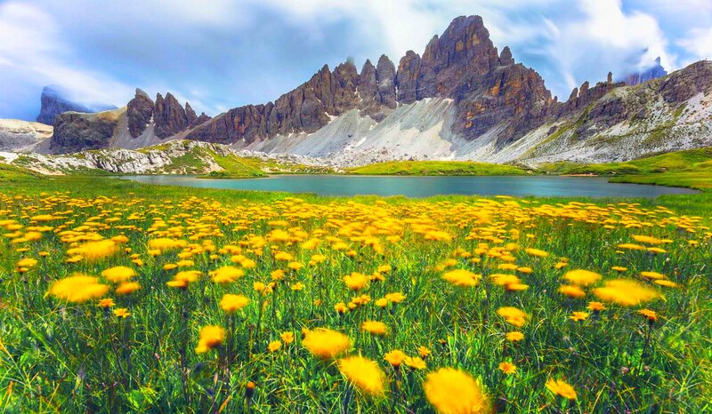 Yellow Flowers in Meadow — Green, Serene, Summer