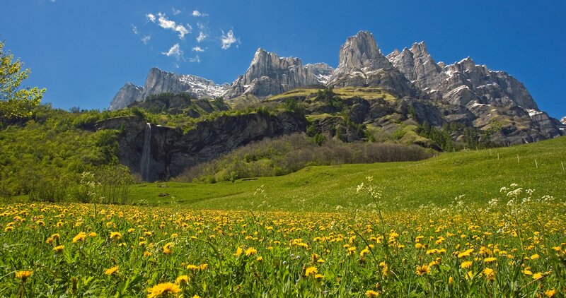 Yellow Flowers in Meadow — Green, Serene