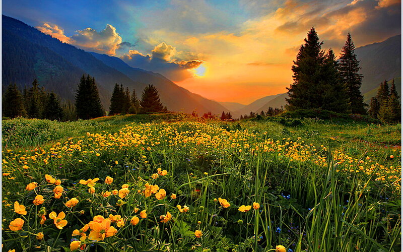 Yellow Flowers in Meadow — Green
