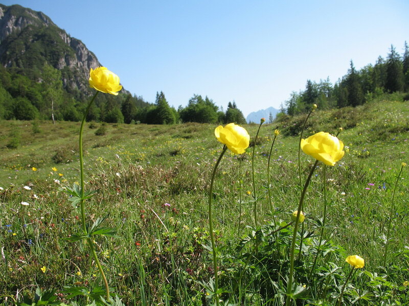Yellow Flowers in Meadow — Serene, Afternoon, Photograph