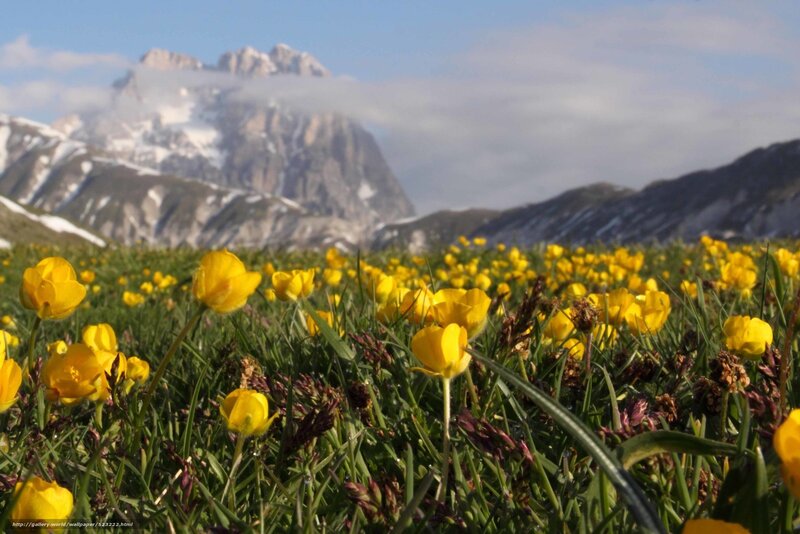 Yellow Flowers in Meadow — Serene, Spring