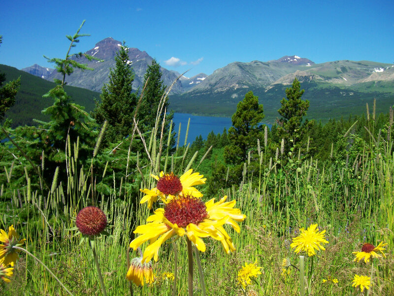 Yellow Flowers in Meadow — Serene