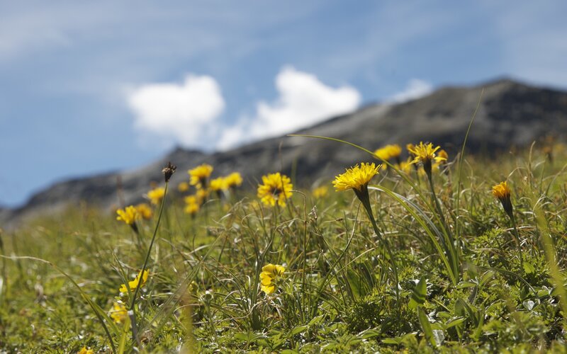 Yellow Flowers in Meadow