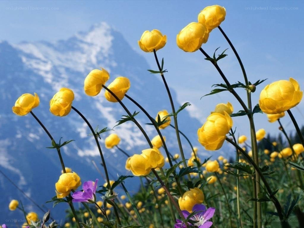 Yellow flowers in mountain field