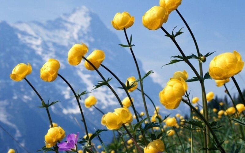 Yellow flowers in mountain field