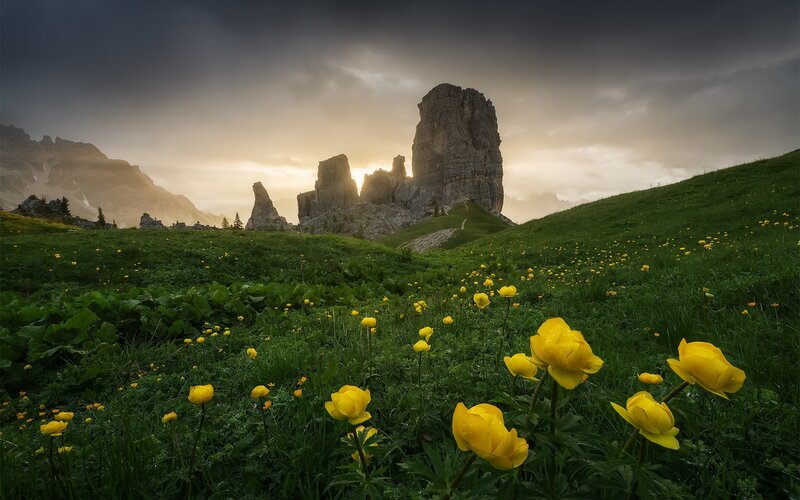 Yellow Flowers in Mountain Field — Green, Dramatic