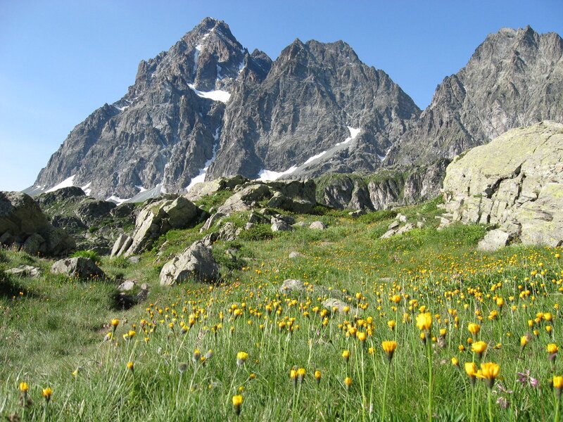 Yellow Flowers in Mountain Field — Green