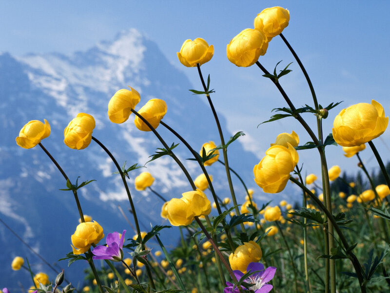 Yellow Flowers in Mountain Field — Serene, Spring, Photograph