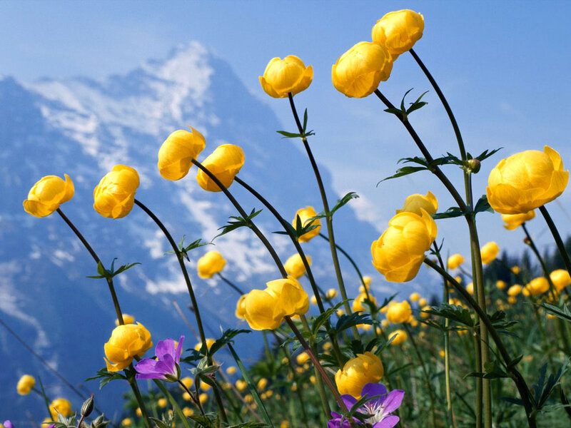 Yellow Flowers in Mountain Field — Serene, Spring