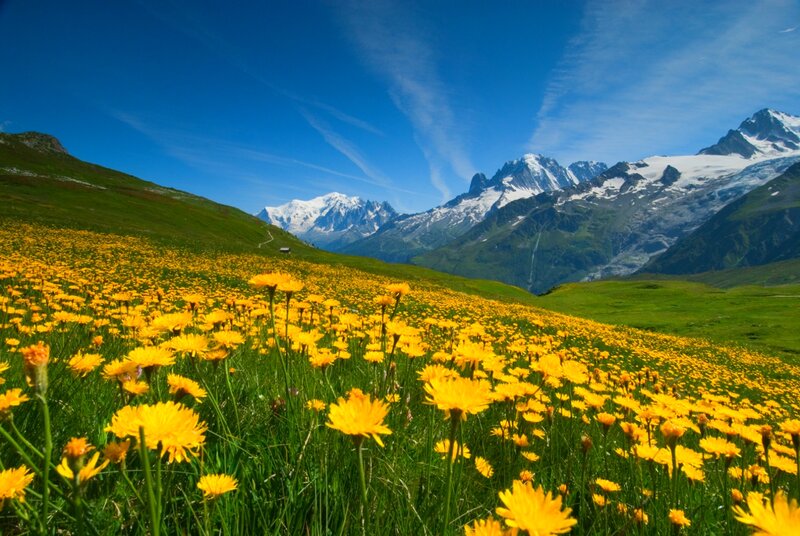 Yellow Flowers in Mountain Field — Serene, Summer, Photograph, Mountains