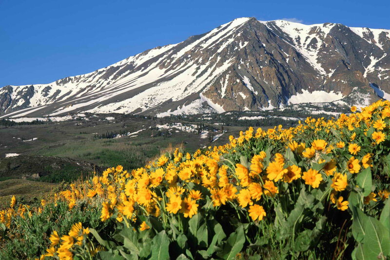 Yellow Flowers in Mountain Field — Serene, Summer