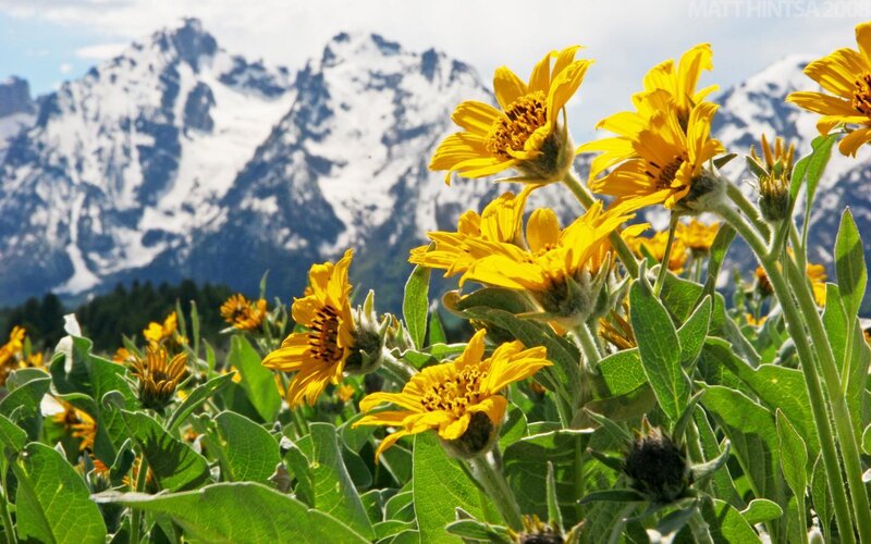Yellow Flowers in Mountain Field — Serene
