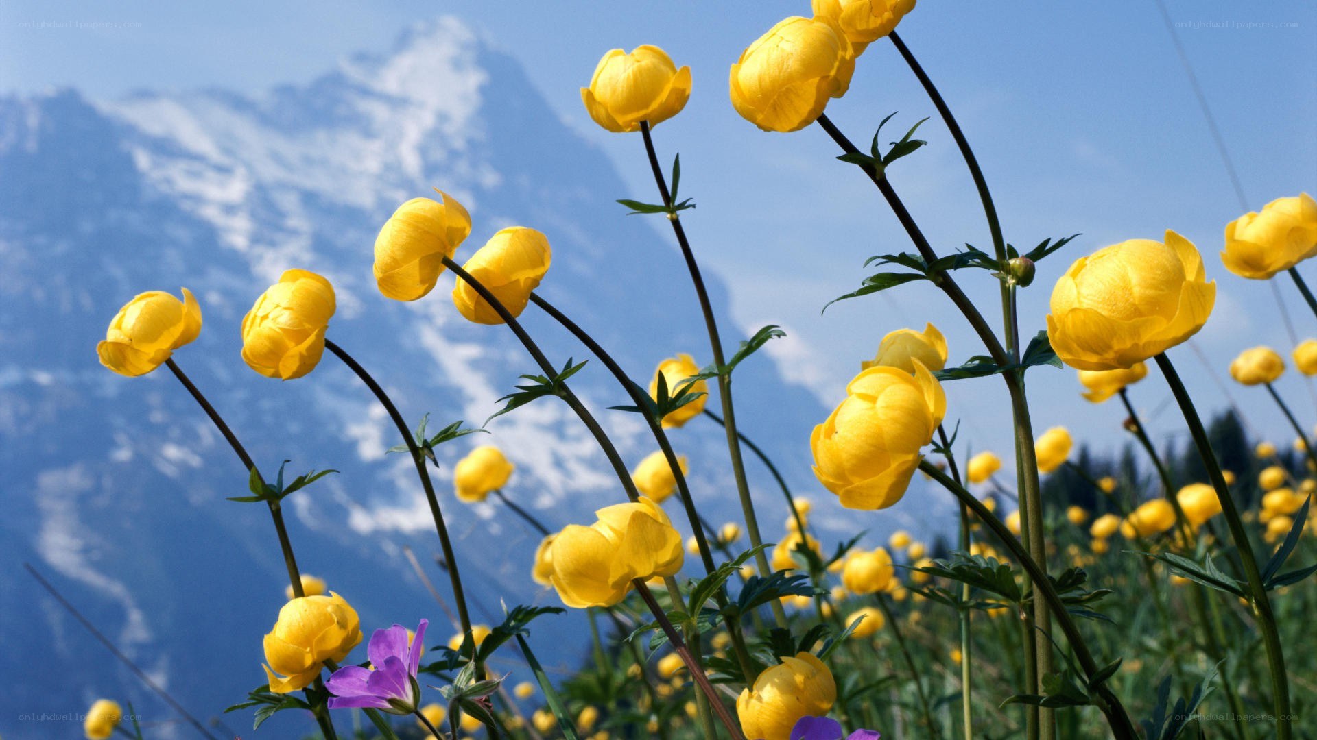 Yellow flowers in mountain field