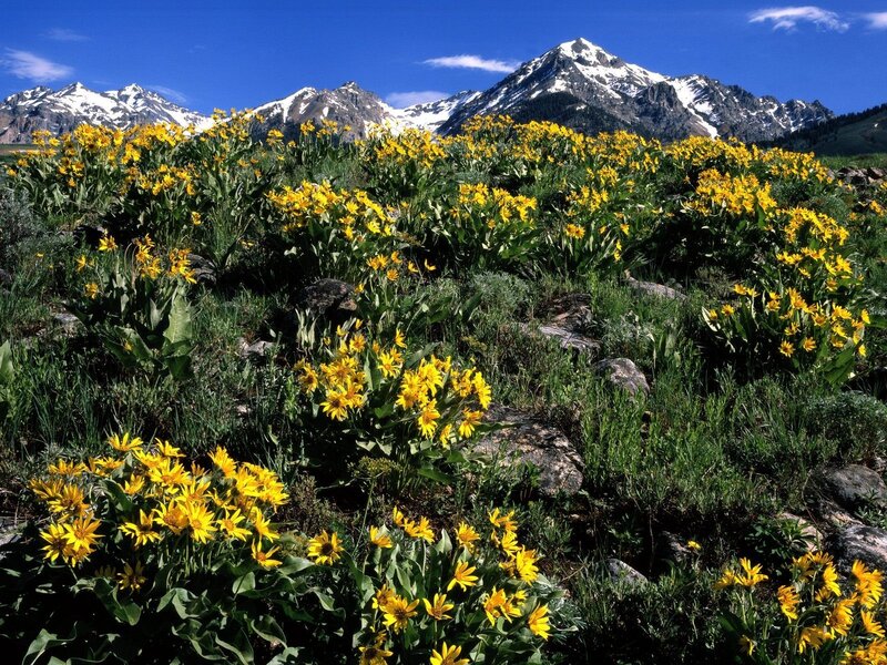 Yellow flowers in mountain landscape