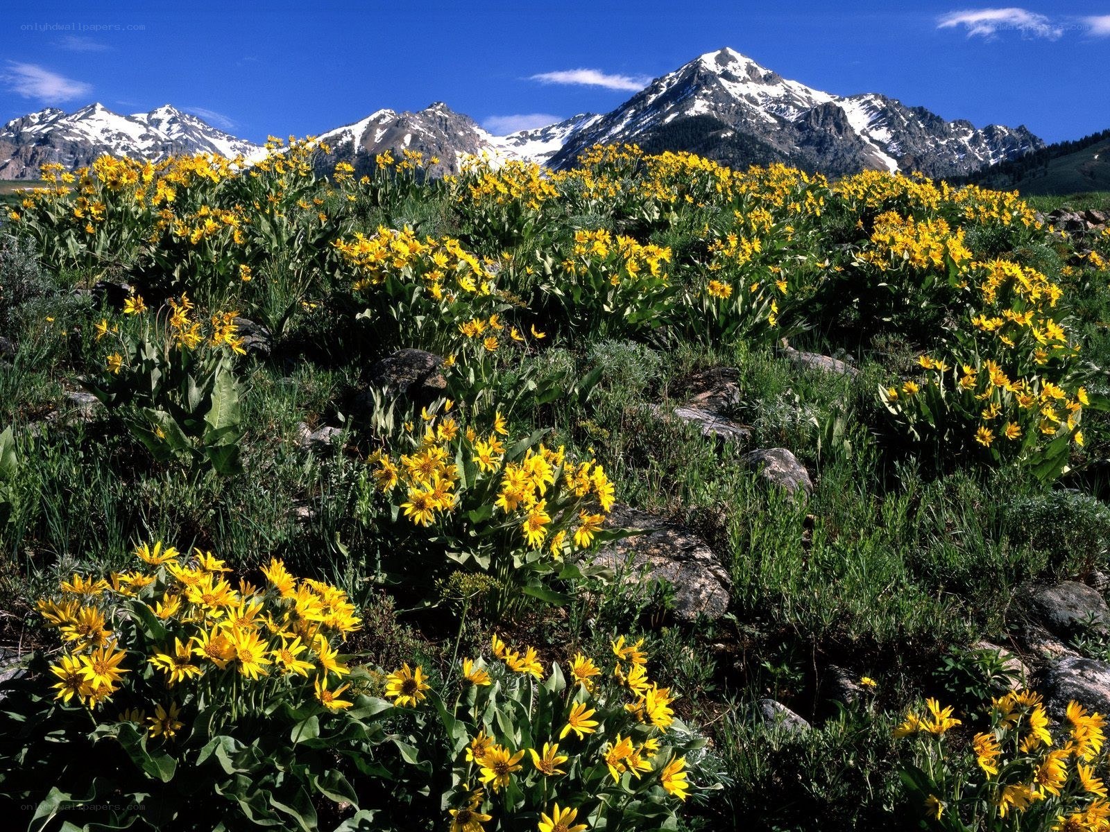 Yellow flowers in mountain landscape