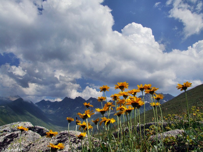 Yellow flowers in mountain landscape