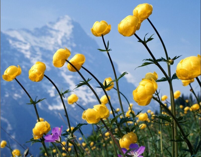 Yellow flowers in mountain landscape
