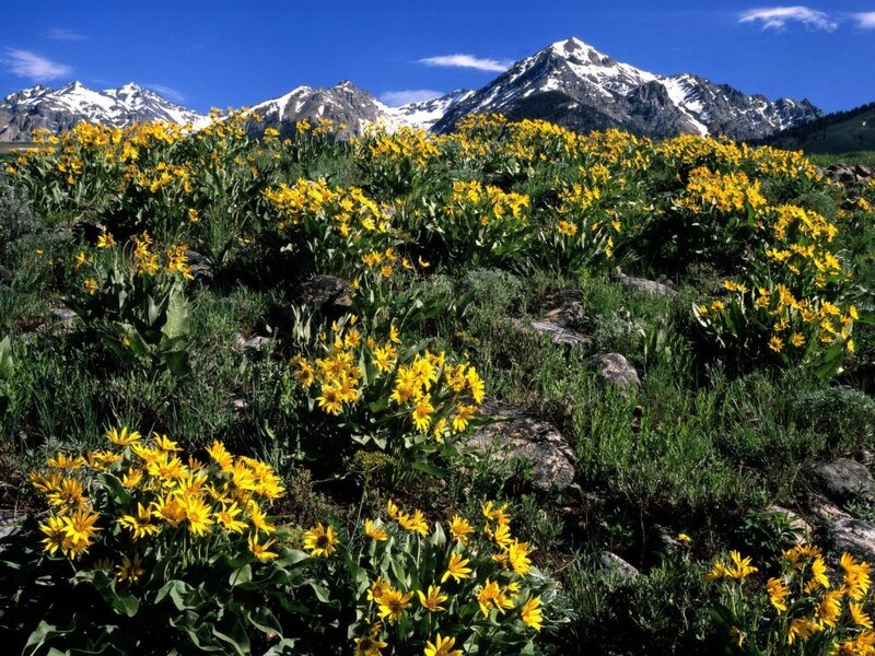 Yellow flowers in mountain landscape