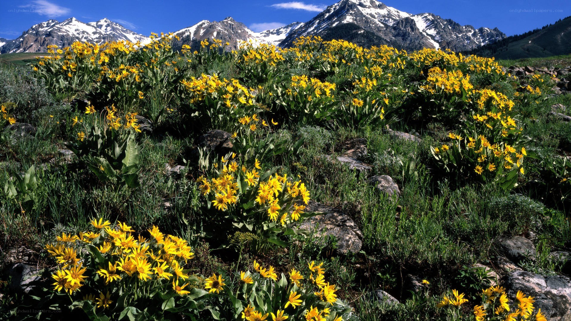 Yellow flowers in mountain meadow