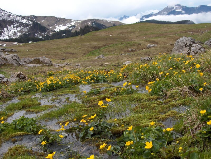 Yellow Flowers in Mountain Meadow — Green, Serene, Spring