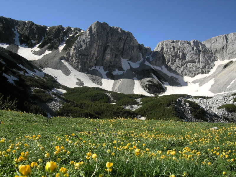 Yellow Flowers in Mountain Meadow — Green