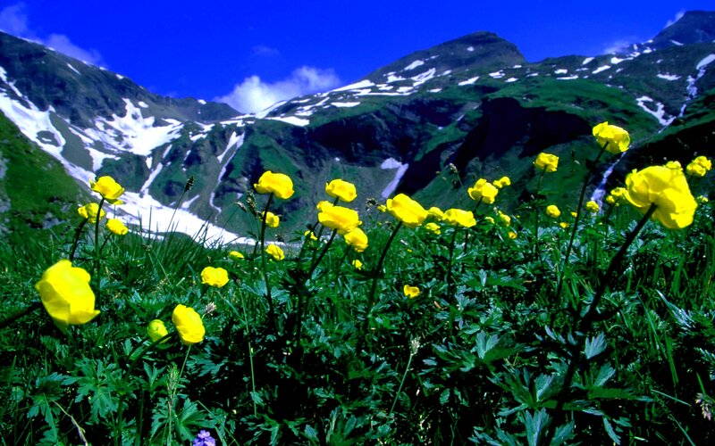 Yellow Flowers in Mountain Meadow — Serene