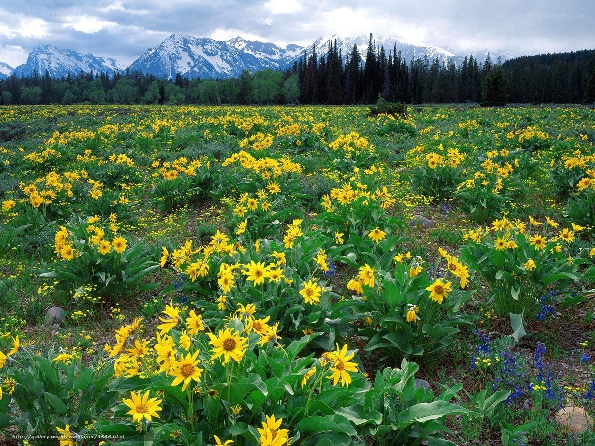 Yellow flowers in mountain meadow