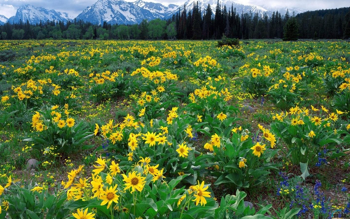 Yellow flowers in mountain valley