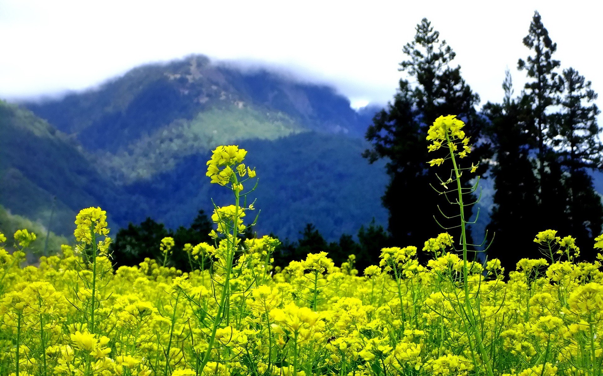 Yellow flowers in mountain valley